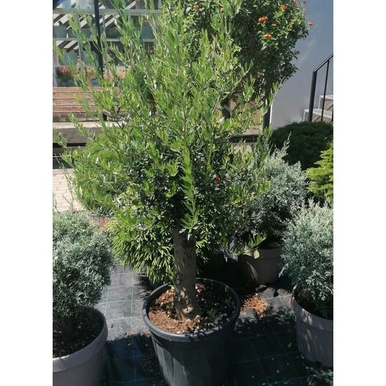 Olajfa OLEA EUROPAEA T1/4 K35/45