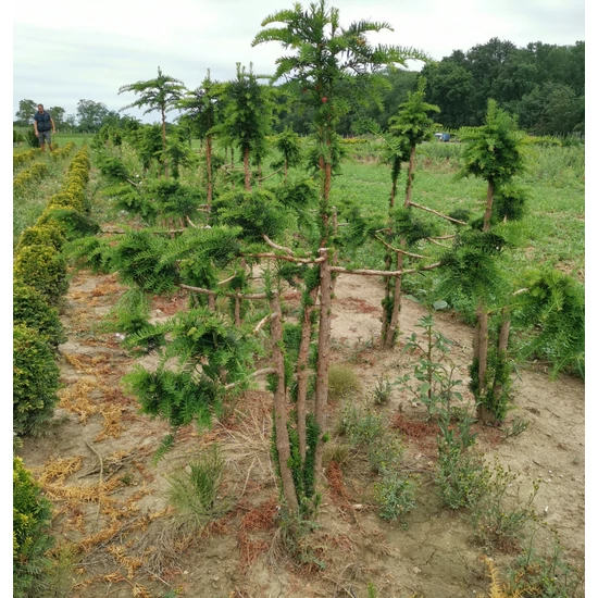 Csüngő ágú tiszafa TAXUS BACCATA DOVASTONIANA BONSAI 80/100*
