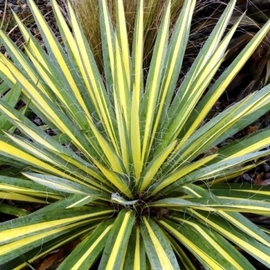 Tarka pálmaliliom   YUCCA FILAMENTOSA BRIGHT EDGE K9