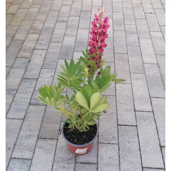 Csillagfürt LUPINUS POLYPHYLLUS CS13