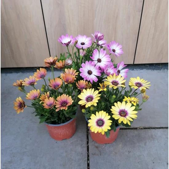 Afrikai aranyvirág OSTEOSPERMUM  ECKLONIS CS12