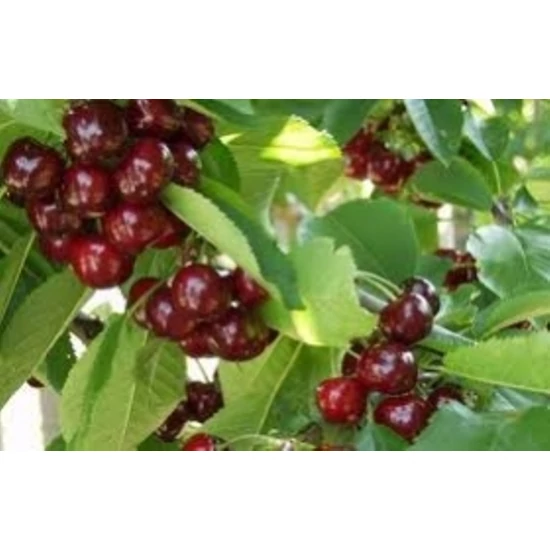 Van cseresznye Prunus avium