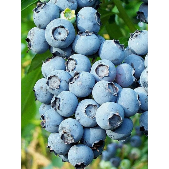 Kék áfonya VACCINIUM CORYMBOSUM DUKE K3