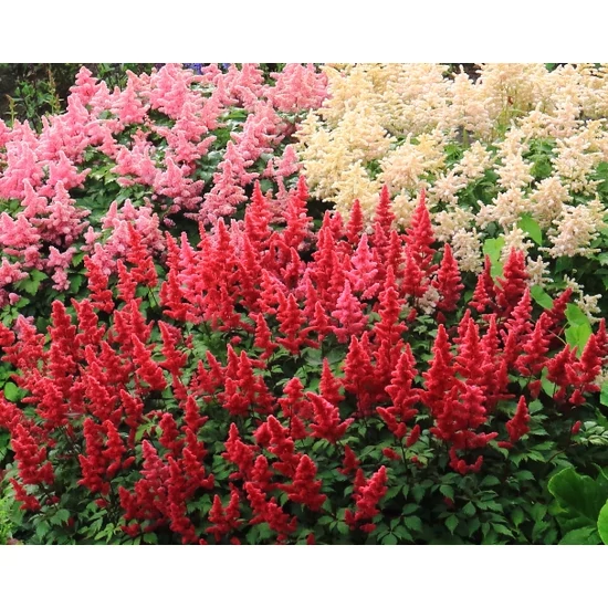 Kerti tollbuga ASTILBE FAJTÁK K4 