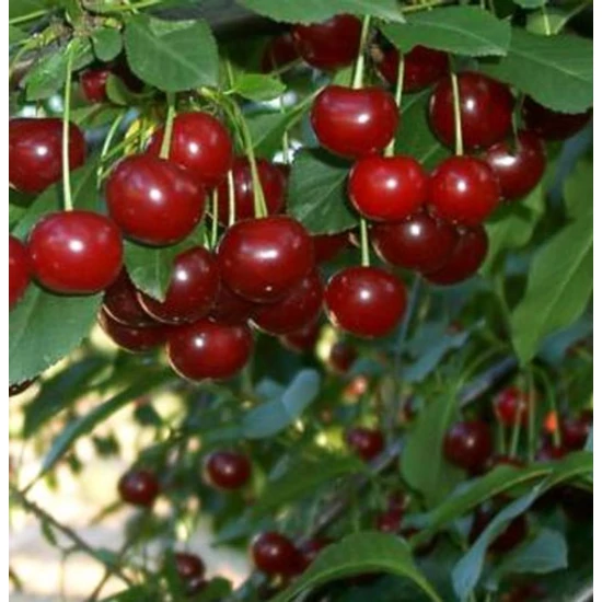 Kántorjánosi meggy PRUNUS CERASUS KÁNTORJÁNOSI K10-12