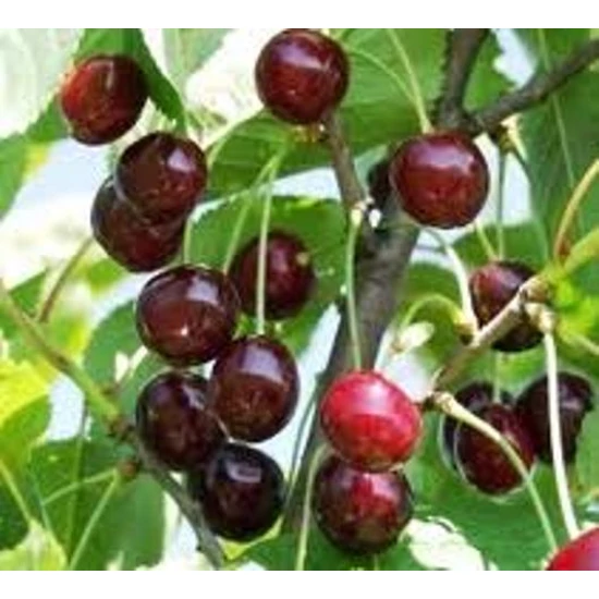 Csengődi meggy PRUNUS CERASUS CSENGŐDI K10-12