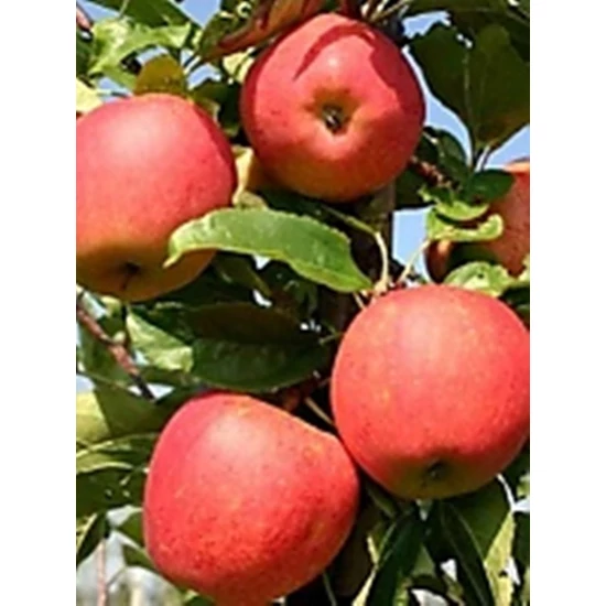 Tenroy alma Malus domestica
