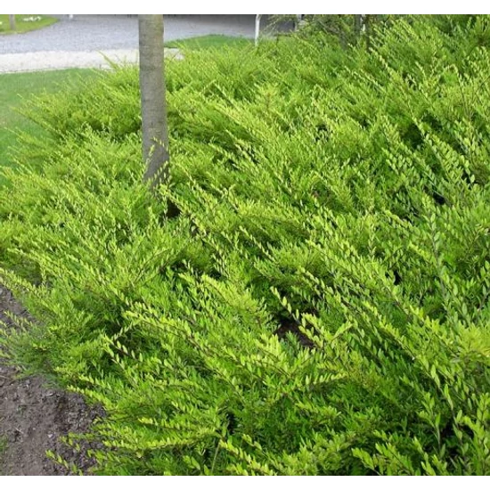 Fényes levelű lonc  LONICERA NITIDA MAIGRÜN K2