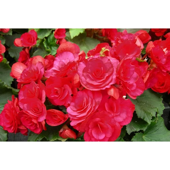 Begónia BEGONIA CS12    