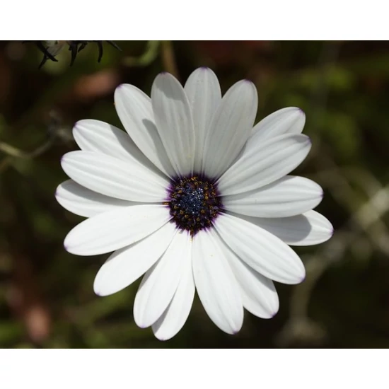 Afrikai aranyvirág OSTEOSPERMUM ECKLONIS K1,5