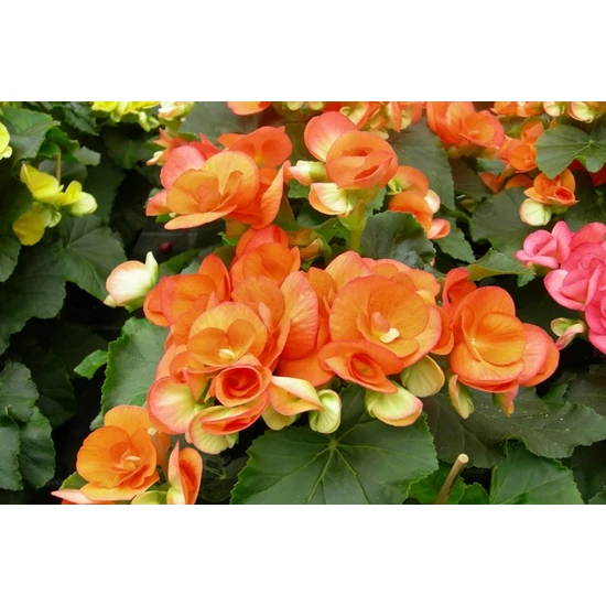 Begónia BEGONIA 