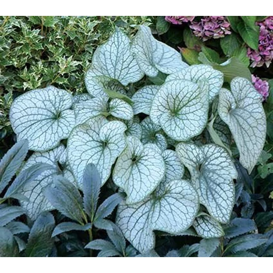 Kaukázusi nefelejcs BRUNNERA MACROPHYLLA BLUE OCEAN CS14