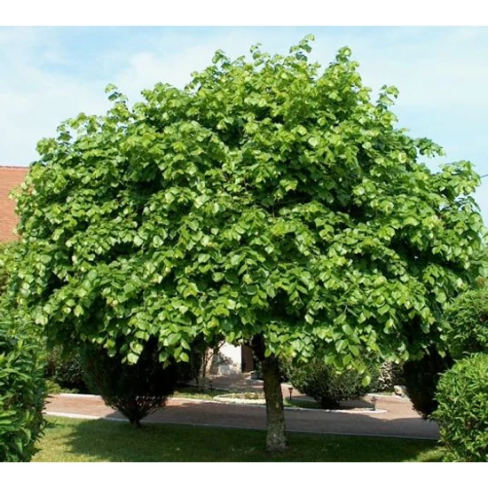 Nagylevelű hárs   TILIA PLATYPHYLLOS 200/+ K12
