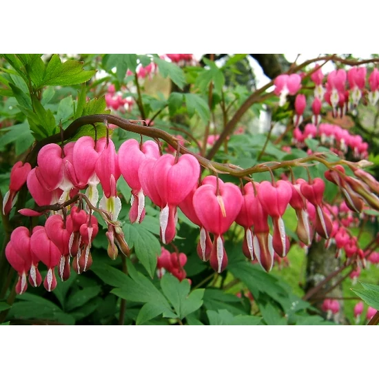 Nagy szívvirág DICENTRA SPECTABILIS CS15