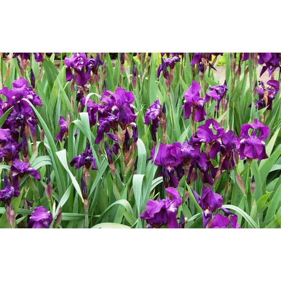 Kerti nőszirom IRIS FAJTÁK CS15
