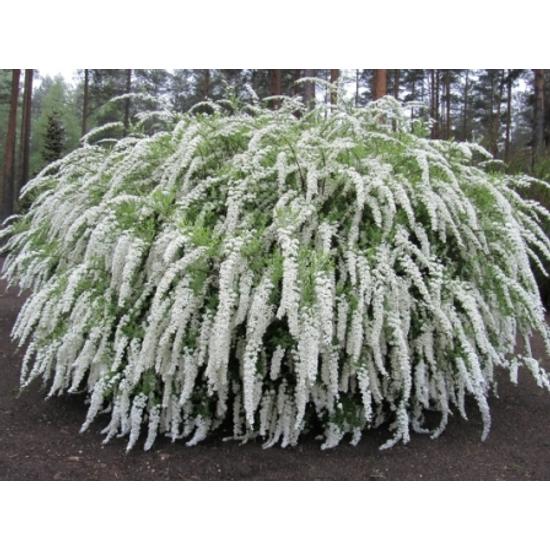 Hamvas gyöngyvessző   SPIRAEA CINEREA GREFSHEIM K2-K3