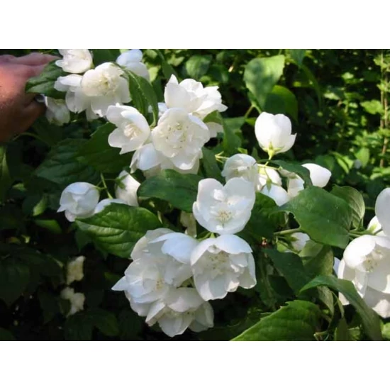 Jezsámen    PHILADELPHUS SCHNEESTURM 30/40 K3