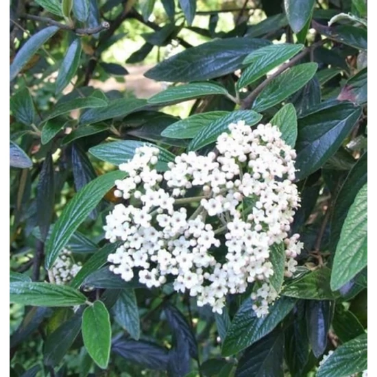 Prágai bangita   VIBURNUM PRAGENSE T80 K7,5