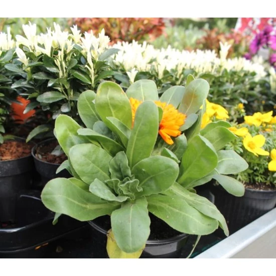 Körömvirág OFFICINALIS CS14   