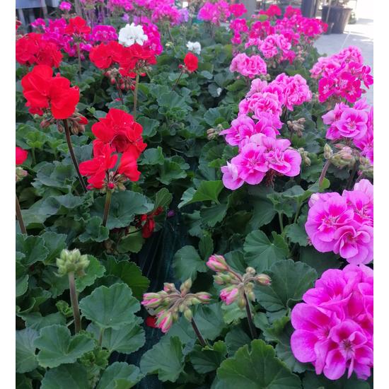 Álló muskátli PELARGONIUM ZONALE CS12-14