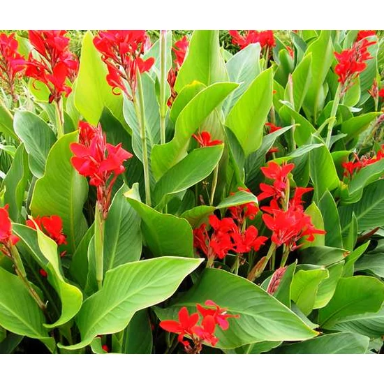 Kerti kannavirág CANNA INDICA CS12