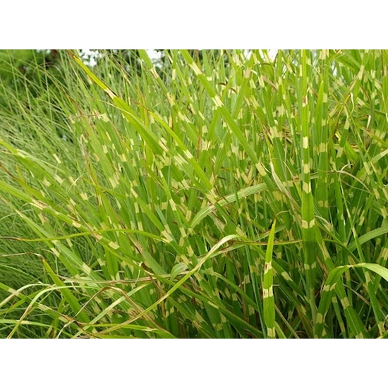 Zebrafű MISCANTHUS SINENSIS ZEBRINUS CS14 