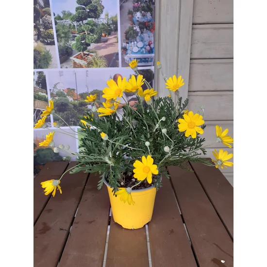 Földanyavirág EURYOPS PECTINATUS K1,5