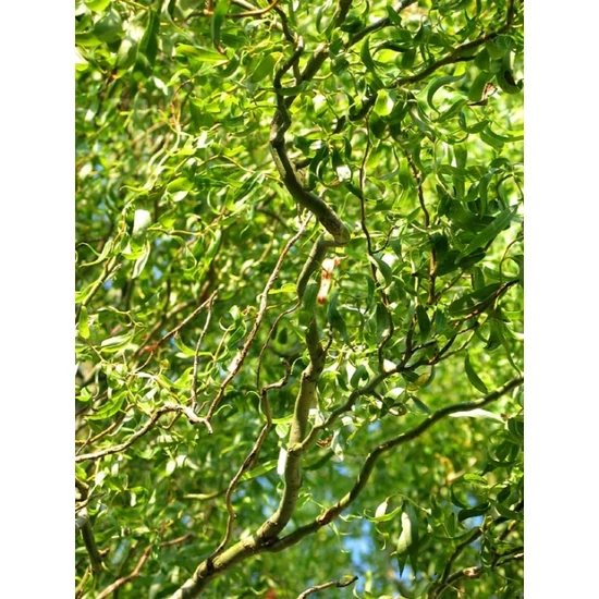 Csavartágú fűz   SALIX MATSUDANA TORTUOSA 8/10 250/300 K30