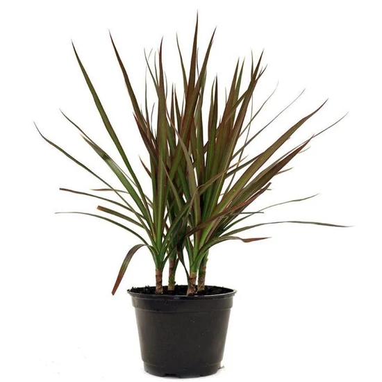 Tarka dracéna DRACAENA MARGINATA 1 TÖRZSES CS12