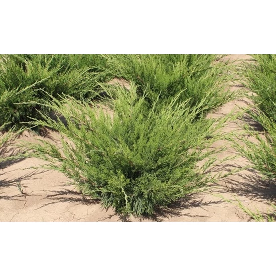 Terülő boróka JUNIPERUS MEDIA MINT JULEP 40/60*