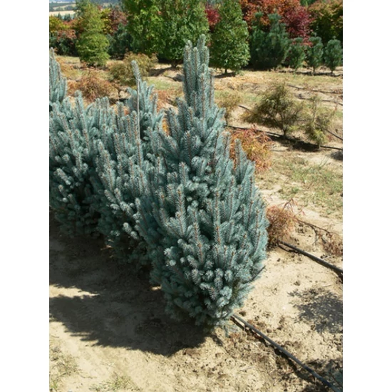 Oszlopos ezüstfenyő PICEA PUNGENS ISELI FASTIGIATA 100/125*