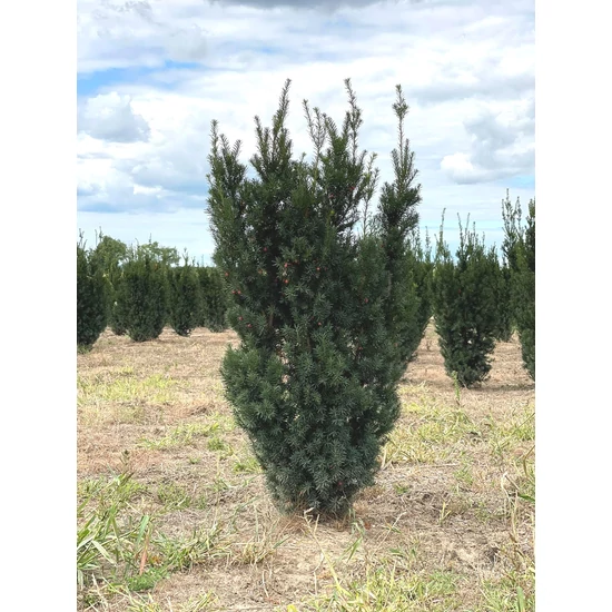 Oszlopos tiszafa TAXUS MEDIA HICKSII 175/200 2×I*