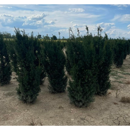 Oszlopos tiszafa TAXUS MEDIA HICKSII 125/150*
