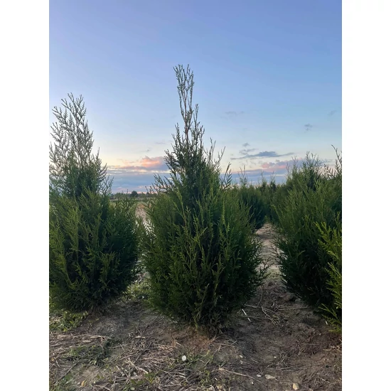 Óriás tuja THUJA PLICATA ATROVIRENS 100/125*