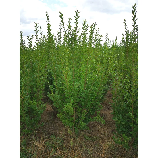 Széleslevelű fagyal LIGUSTRUM OVALIFOLIUM 125/150*