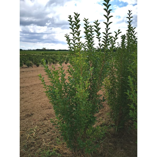 Széleslevelű fagyal LIGUSTRUM OVALIFOLIUM 150/175*