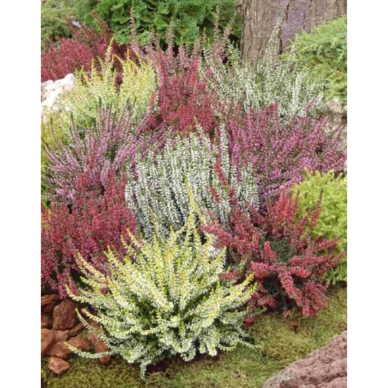 Csarab 25/30   CALLUNA FAJTÁK 25/30 CS15