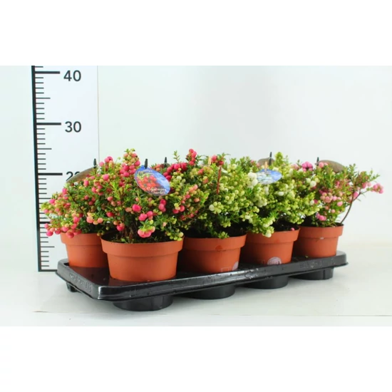 Fajdbogyó    GAULTHERIA MUCRONATA 20/25 CS14