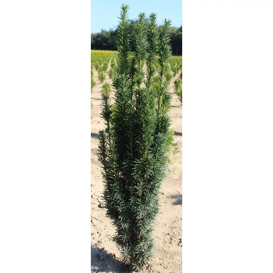 Oszlopos tiszafa   TAXUS BACCATA FASTIGIATA ROBUSTA 100/125 K30