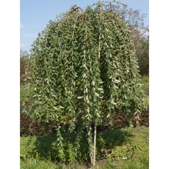Csüngő barkafűz   SALIX INTEGRA PENDULA MT150 K9,5