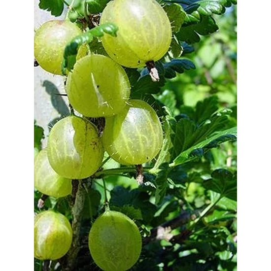 Invicta köszméte Ribes uva-crispa