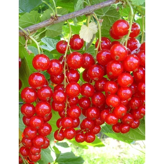 Jonkheer van Tets piros ribiszke RIBES RUBRUM JONKHEER VAN TETS BOKOR SZGY