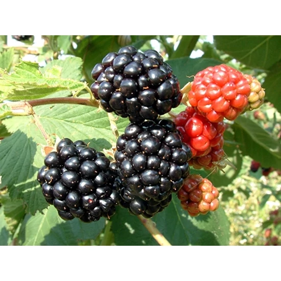 Dirksen szeder Rubus fruticosa