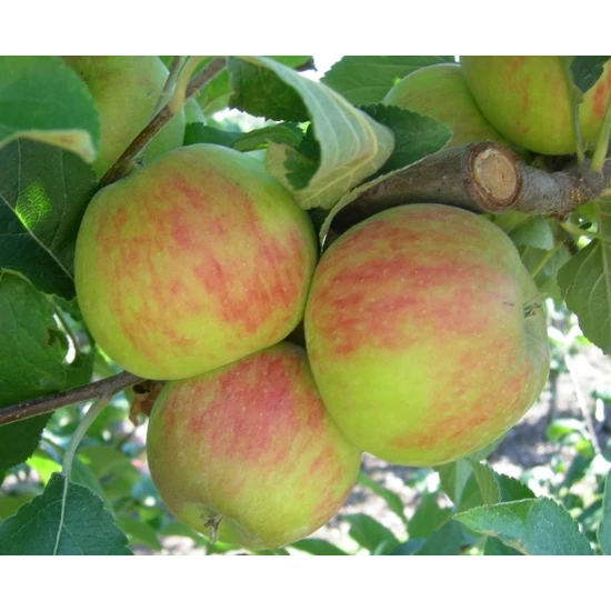 Elstar alma Malus domestica