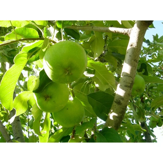 Granny Smith alma Malus domestica