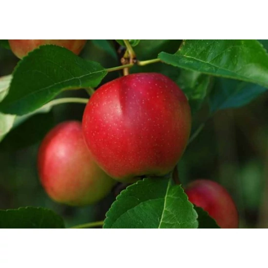 Summerred alma Malus domestica
