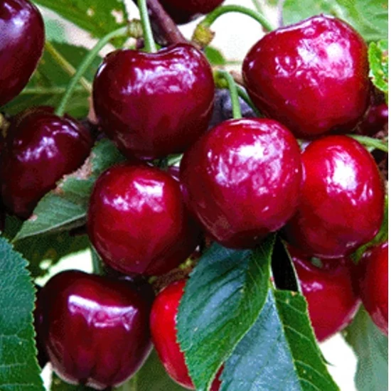 Linda cseresznye PRUNUS AVIUM LINDA SZGY