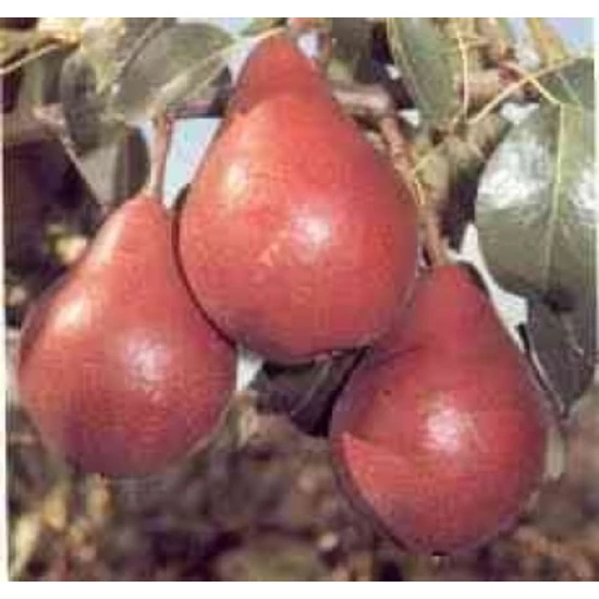 Piros Clapp körte Pyrus communis