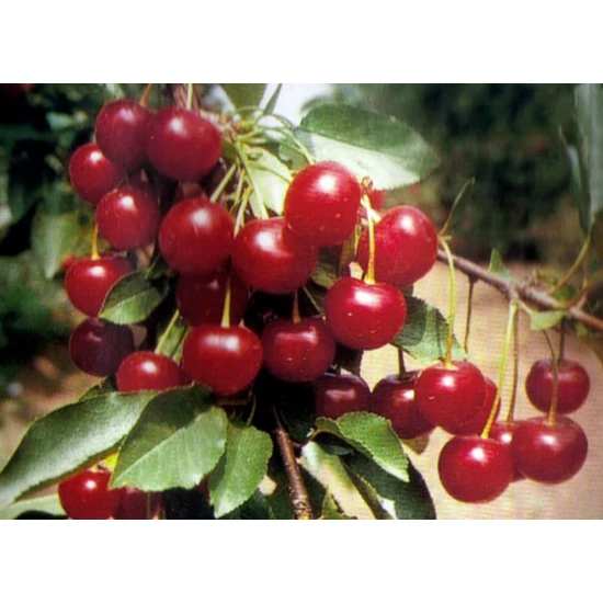 Pándy meggy Prunus cerasus