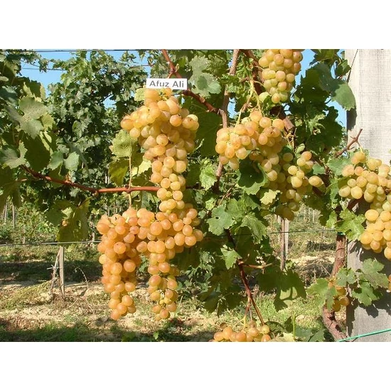 Afuz Ali csemegeszőlő VITIS AFUZ ALI (CSEMEGE) SZGY